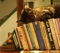 tortie cat sleeping on books