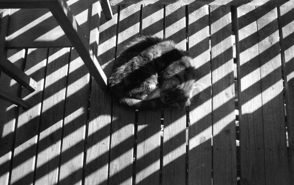 striped cat and striped shadows