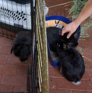 three bunnies