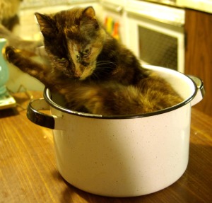 tortie cat bathing in pot