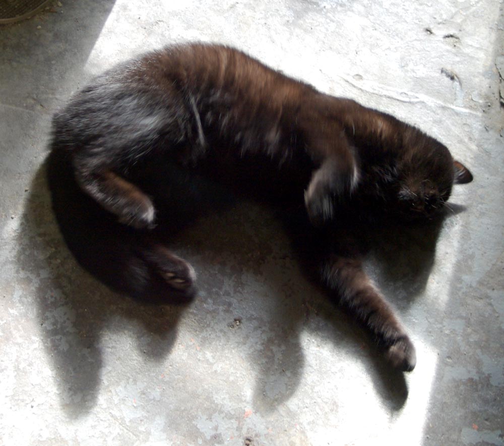 Black cat rolling on floor