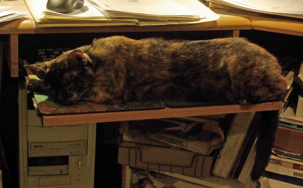 cat on keyboard shelf
