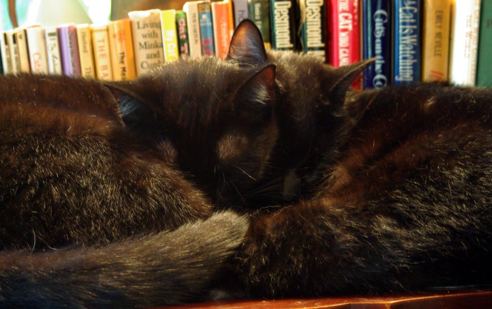 two black cats cuddling with books