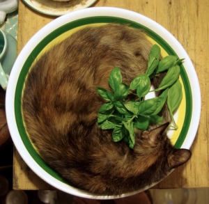 photo of cat in pasta bowl