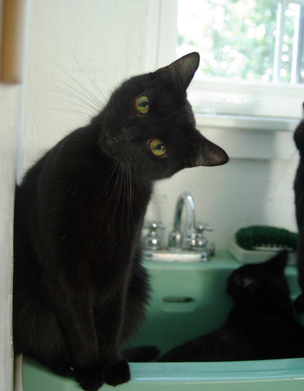 Black cat on sink tilting way sideways