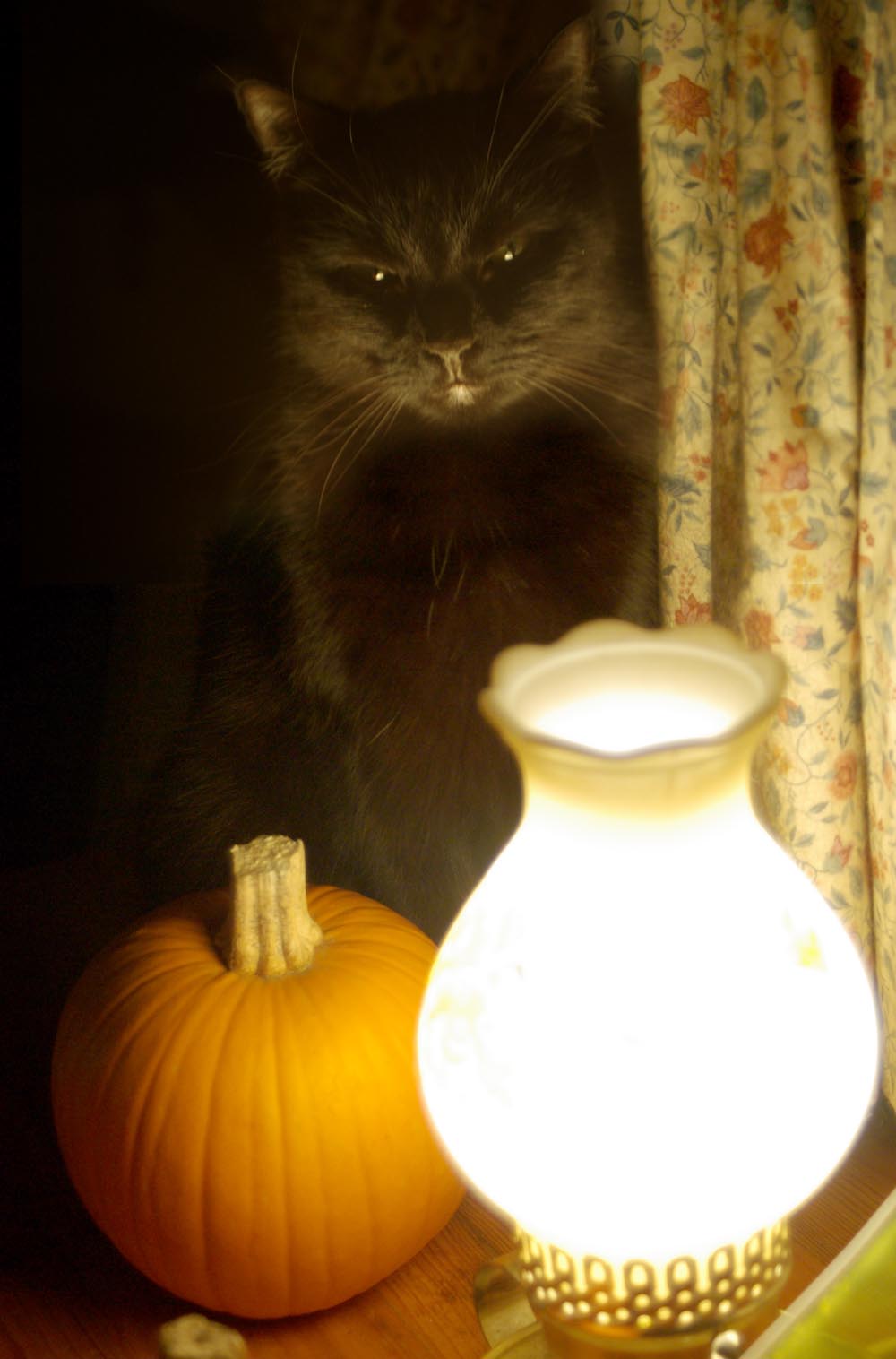 black cat with pumpkin and lamp