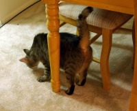 cat with table legs