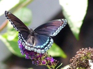 tiger swallowtail black form