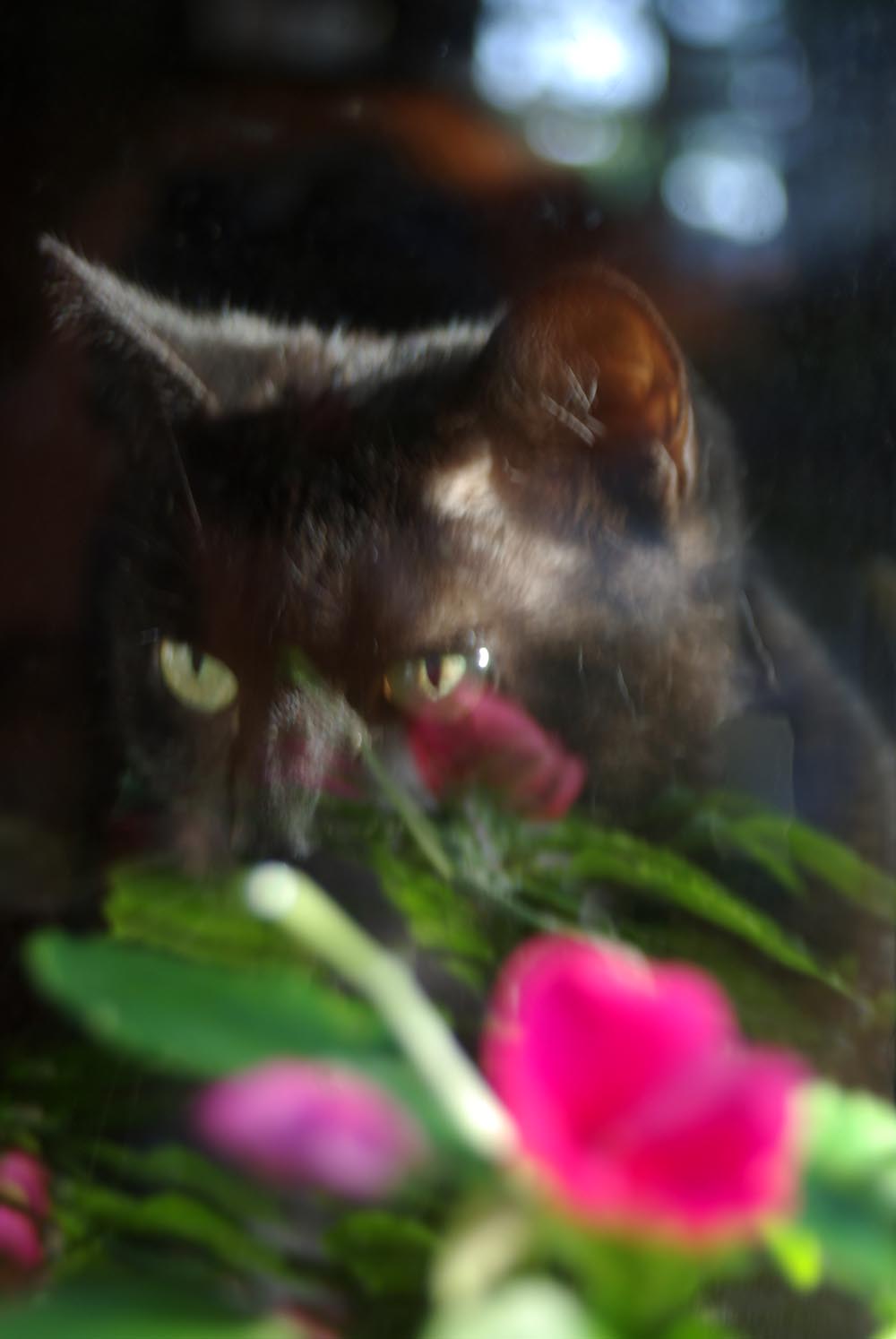 black cat with pink impatiens