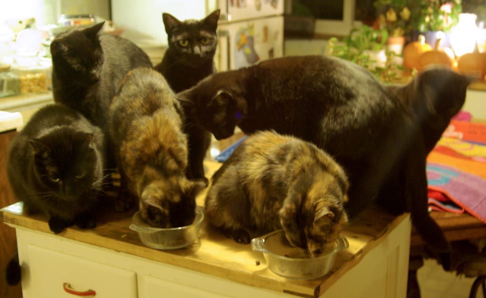 seven cats in kitchen
