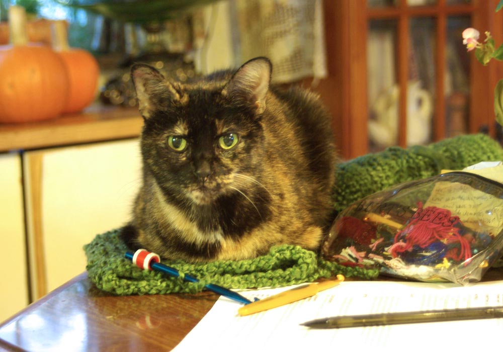 cat on crochet project