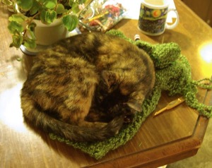 cat curled on crochet