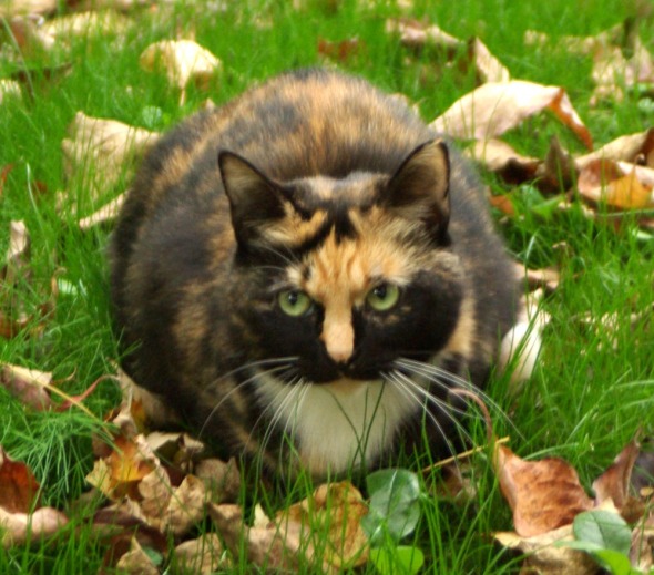 calico cat in leaves