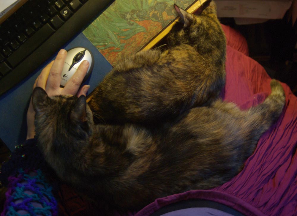 two tortoiseshell cats on lap