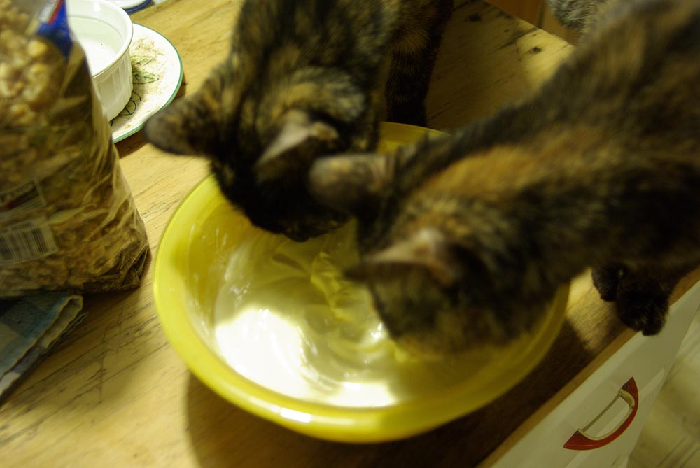 two tortoiseshell cats eating cheesecake filling