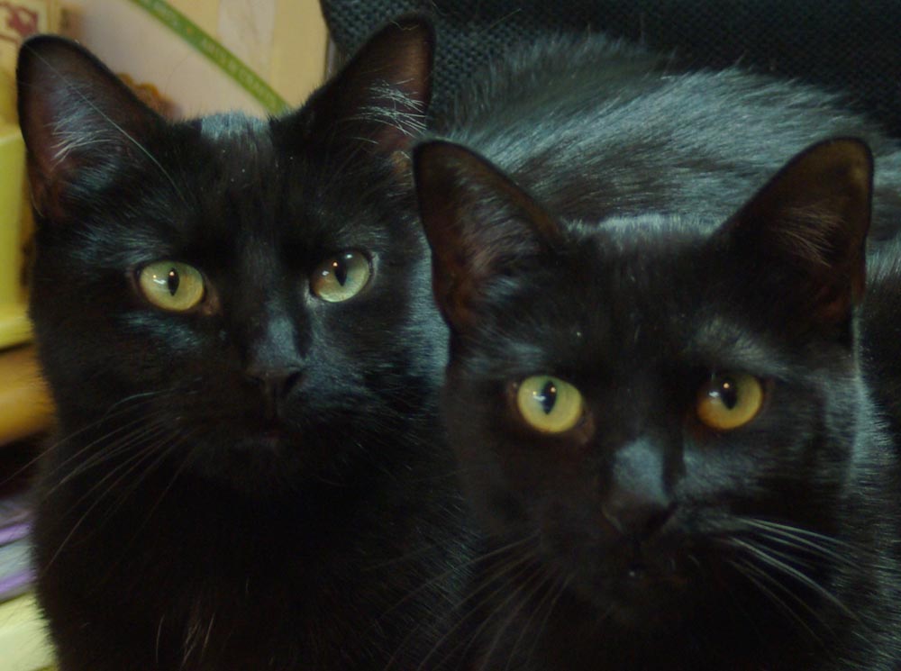 two black cats with round gold eyes