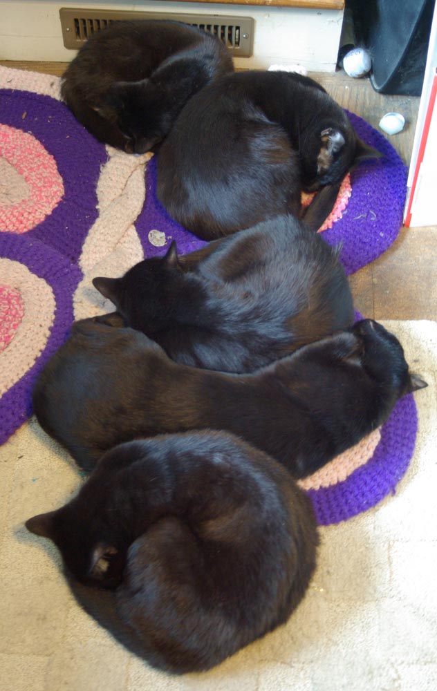 five black cats on rug