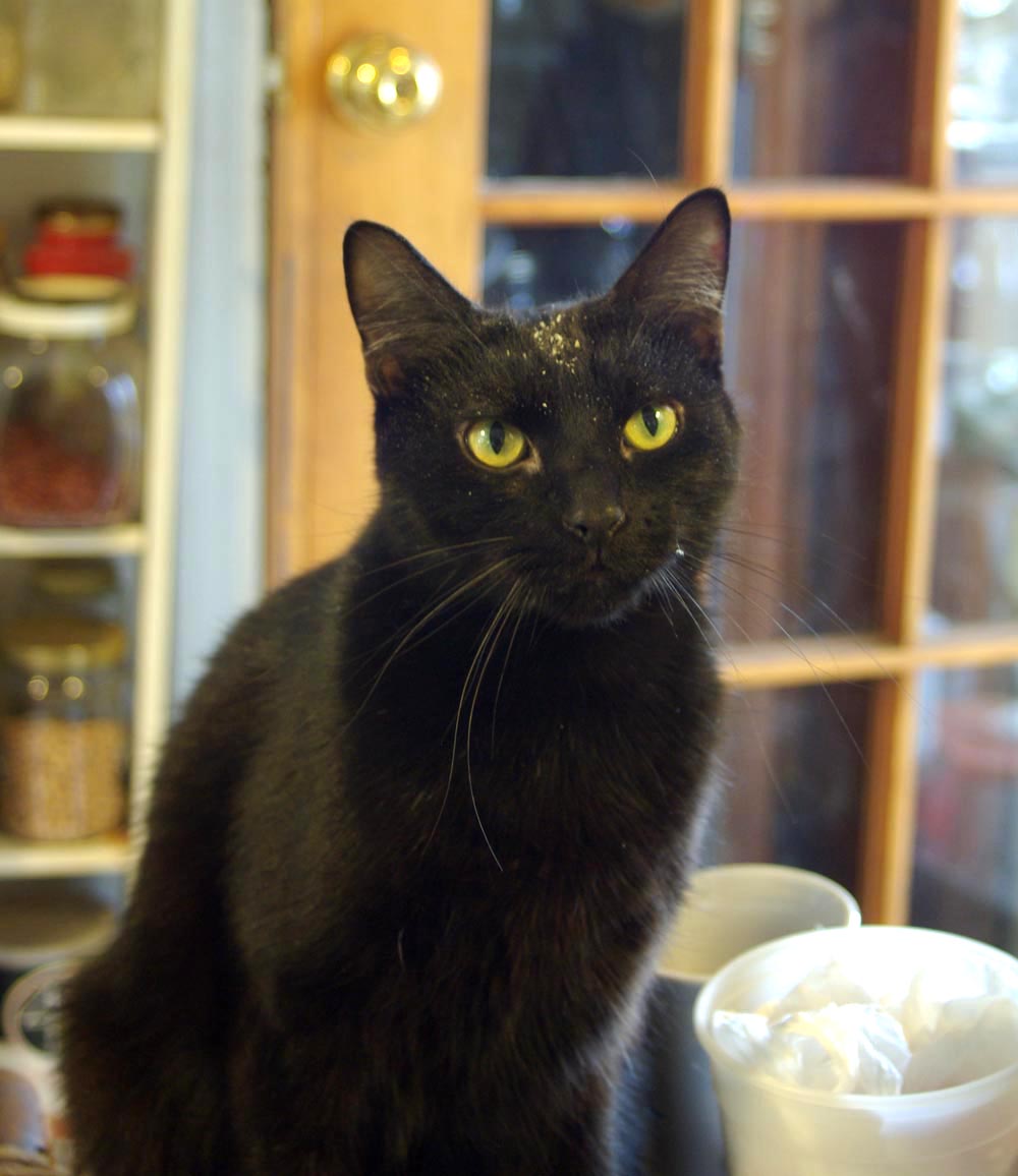 black cat in the kitchen