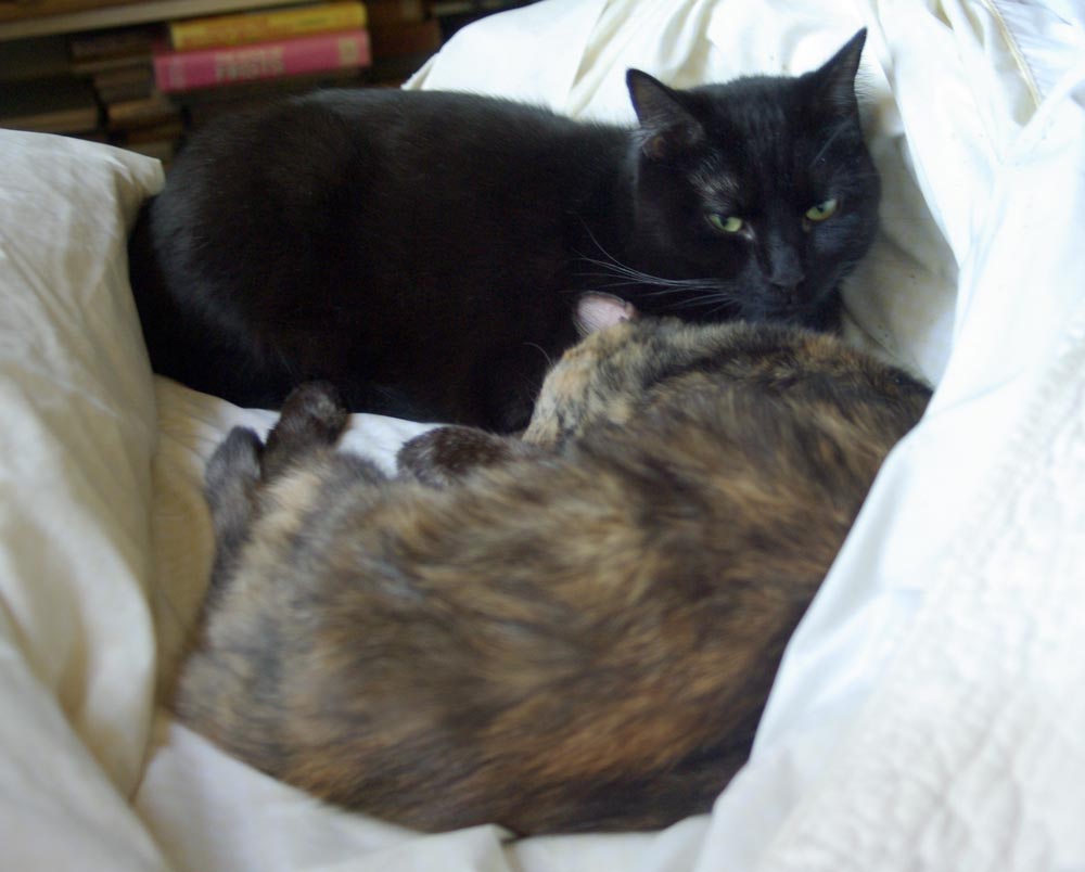 tortoiseshell and black cat