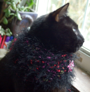 black cat with crocheted collar