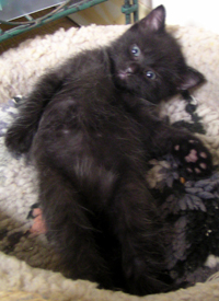 black kitten in bed