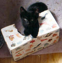 black kitten in kleenex box