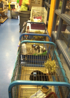 animal cages in the hallway
