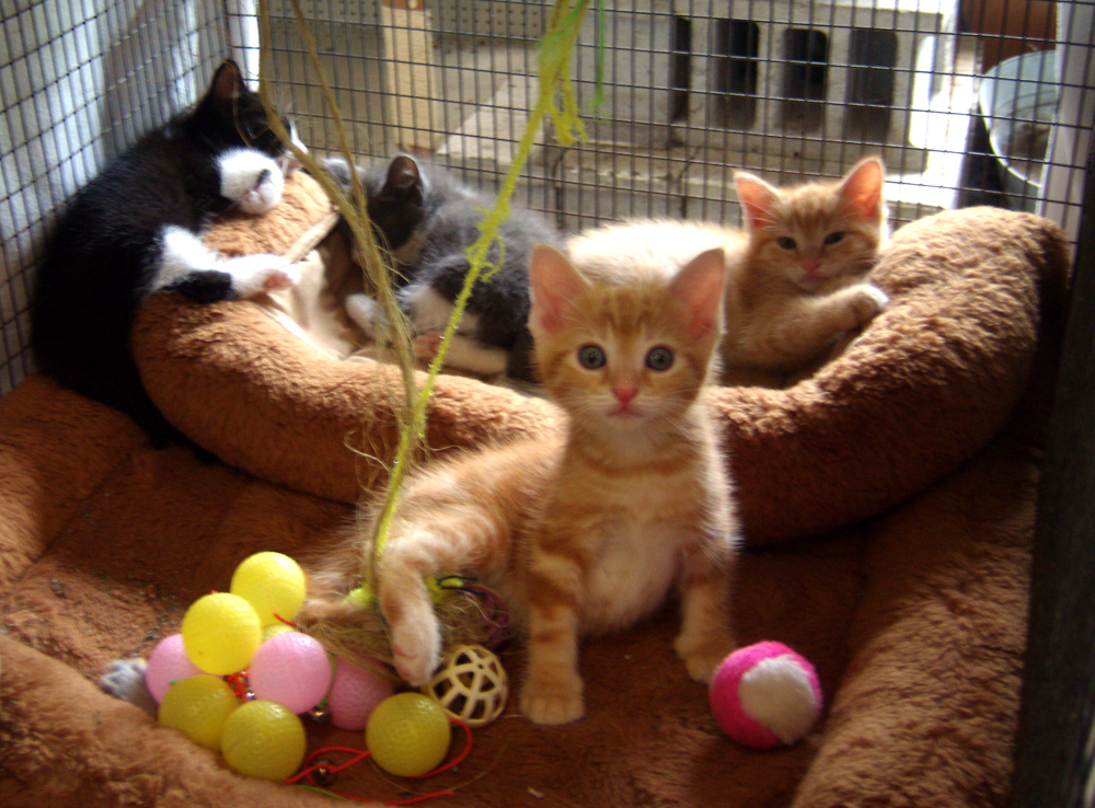kittens in adoption cage