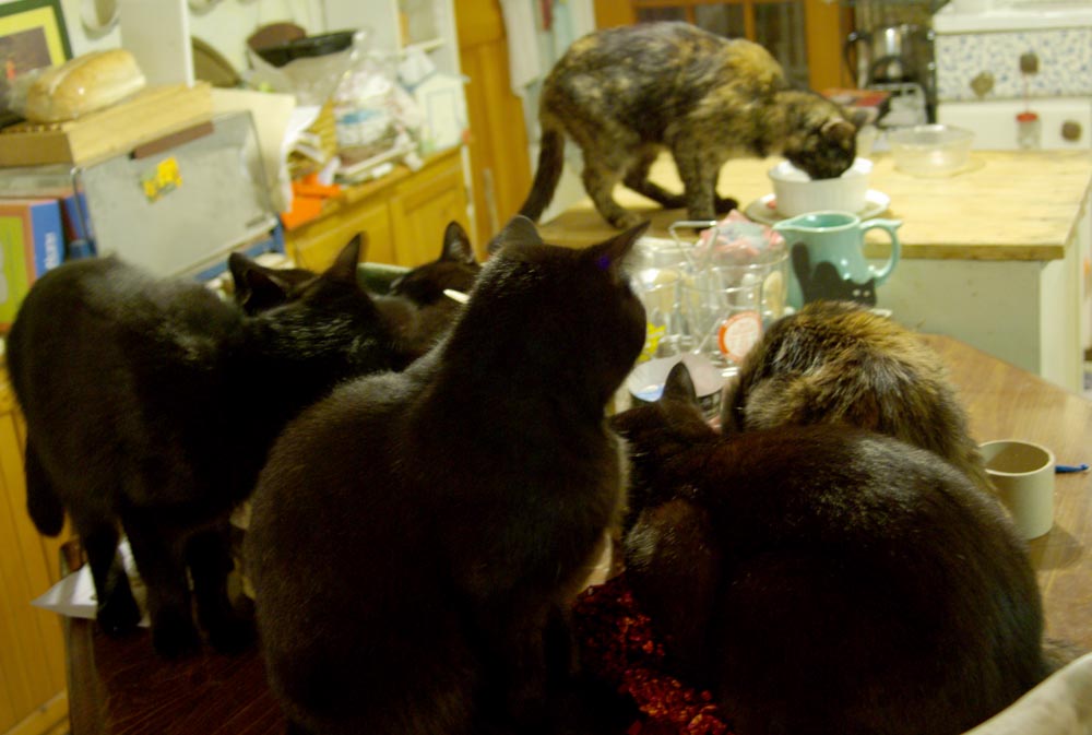 seven cats in the kitchen