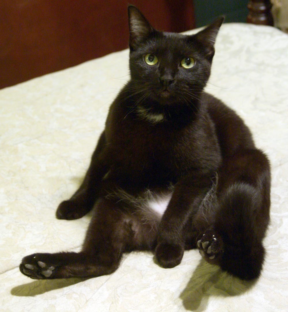 black cat bathing on bed
