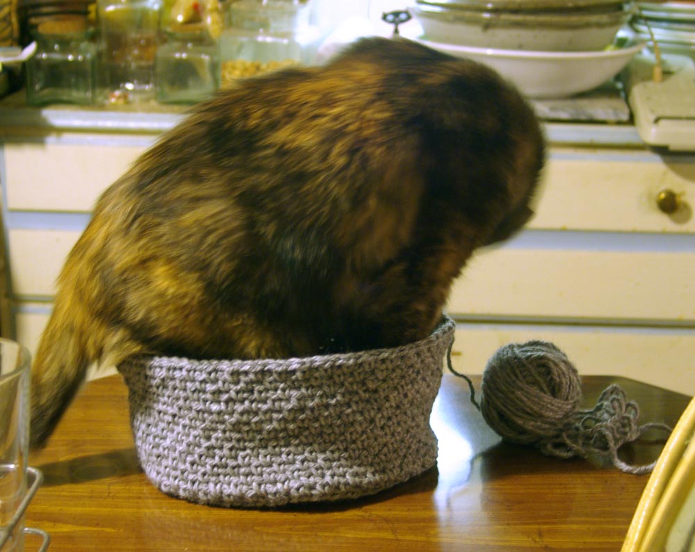 tortoiseshell cat tries to fit into crocheted hat