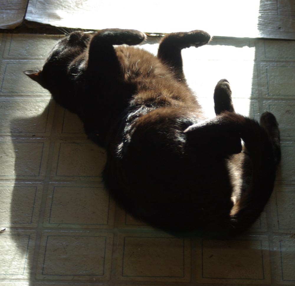 black cat rolling in sun