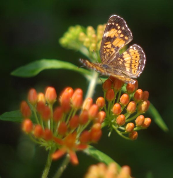 silvery checkerspot on butterflyy weed