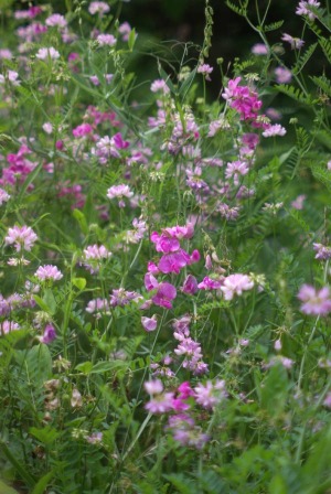 sweet peas and vetch