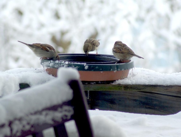 birds at birdbath with snow