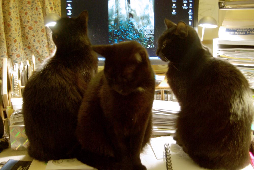 three cats on desk