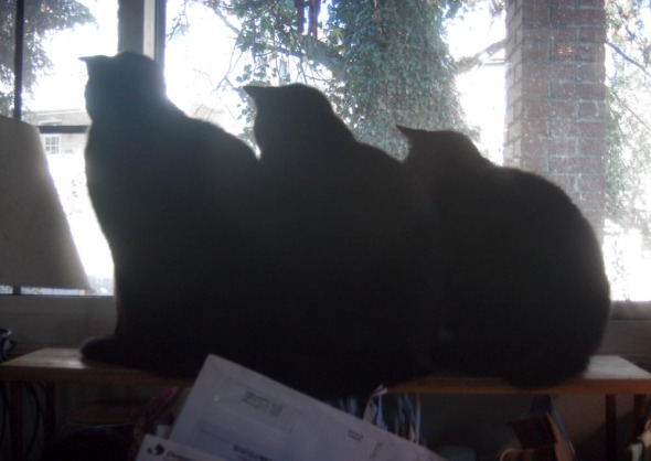 three black cats looking out window