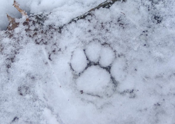 pawprint in ice with snow
