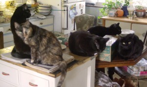 five cats in the kitchen