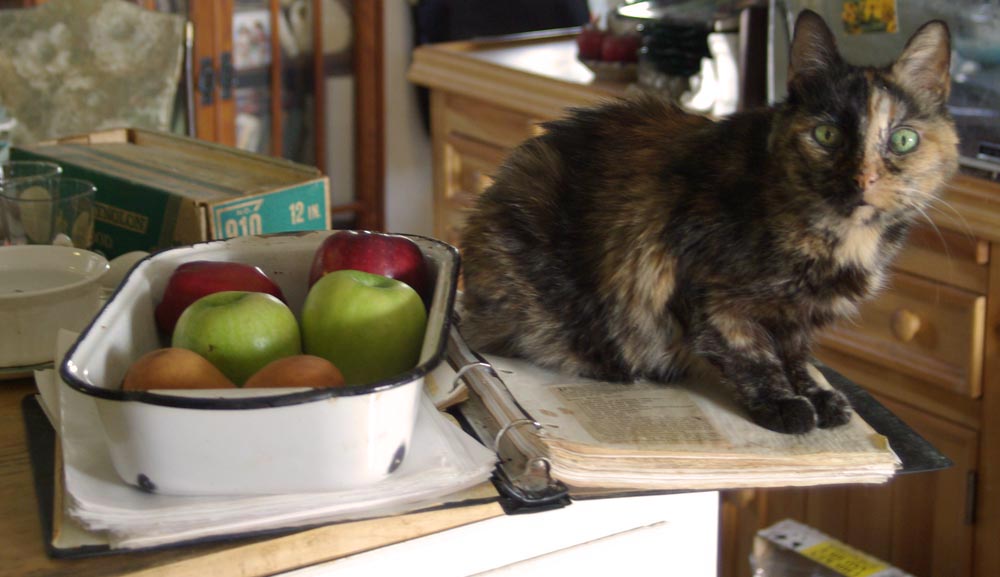 tortie cats with apples in a pan