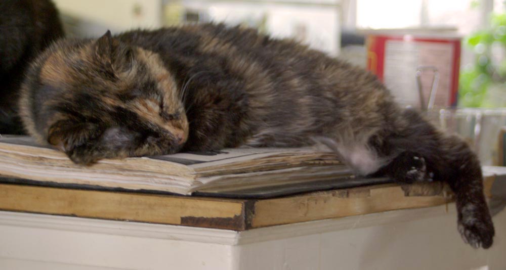 tortie cat sleeping on cookbook
