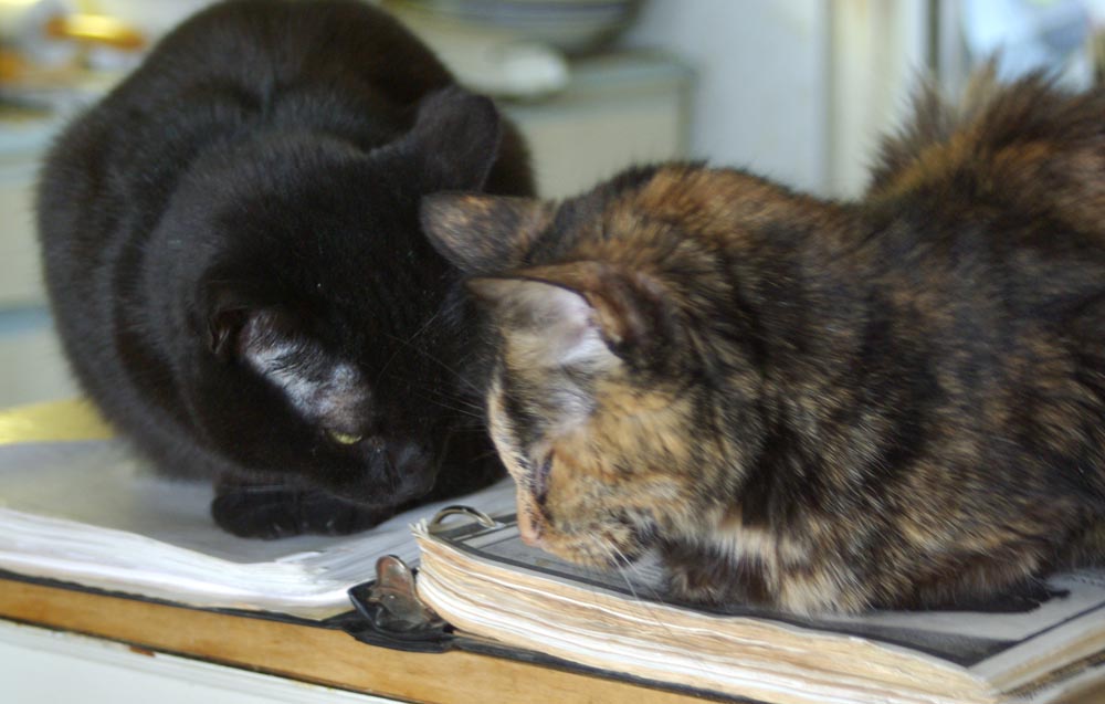 photo of black cat and tortie cat 