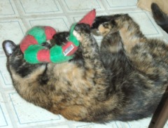 tortoiseshell cat plays with catnip toy