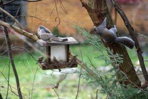 birds and squirrel at feeder