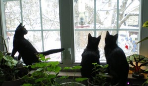 birdwatching cats
