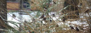 sparrows in shrub