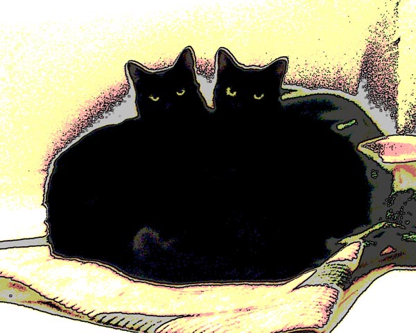 illustration of two black cats curled together