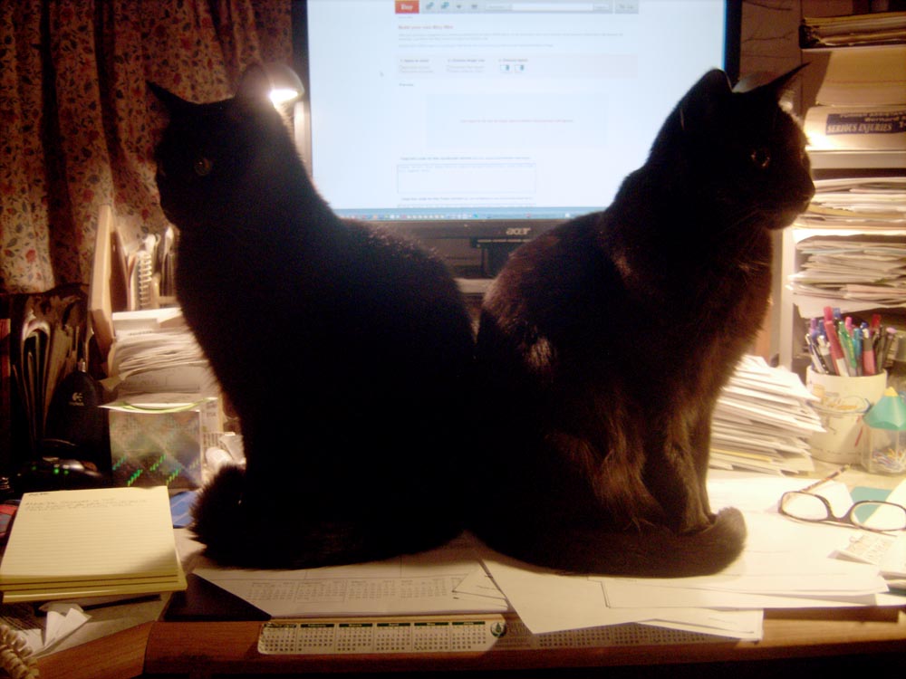 two black cats in front of computer