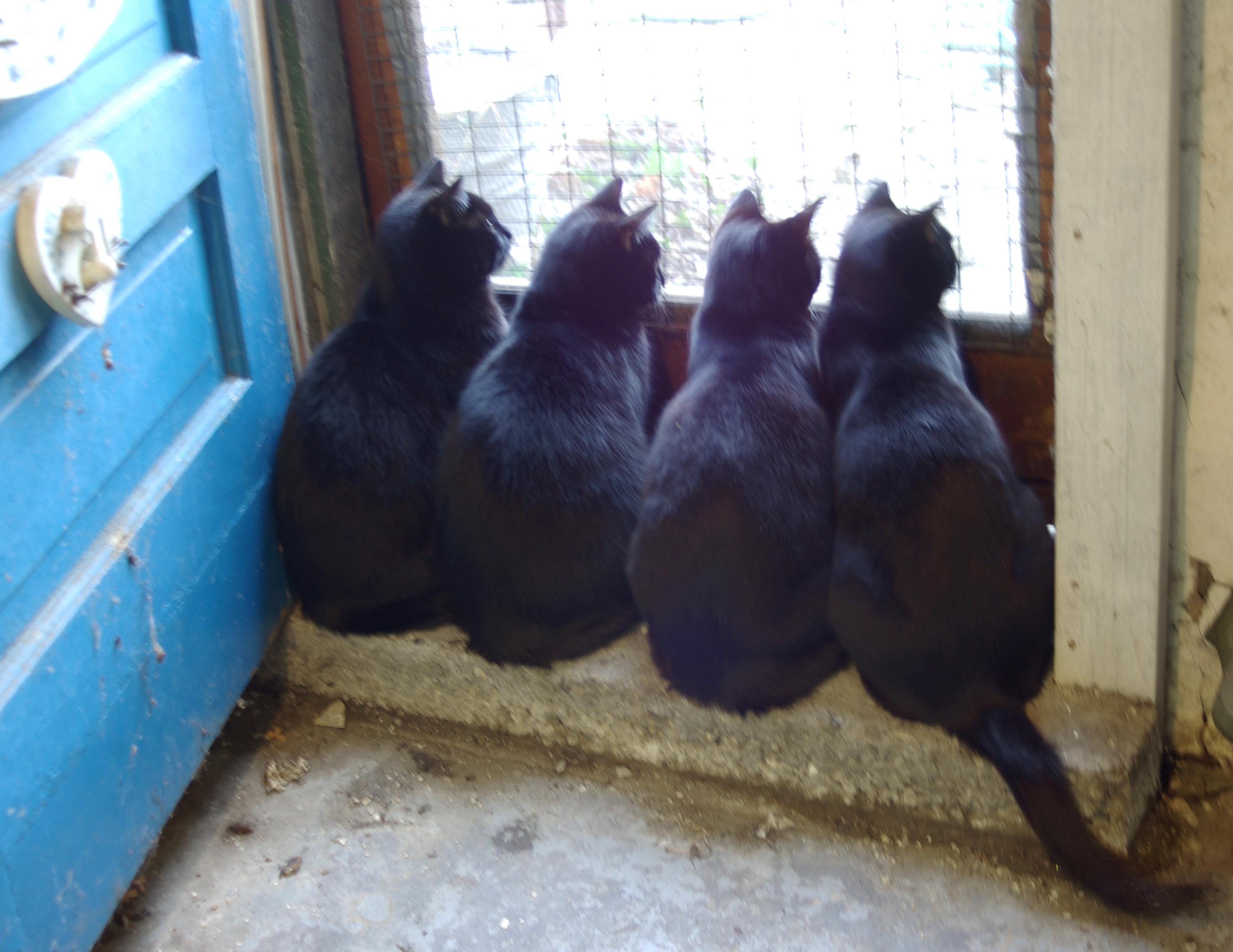 four black cats at basement door
