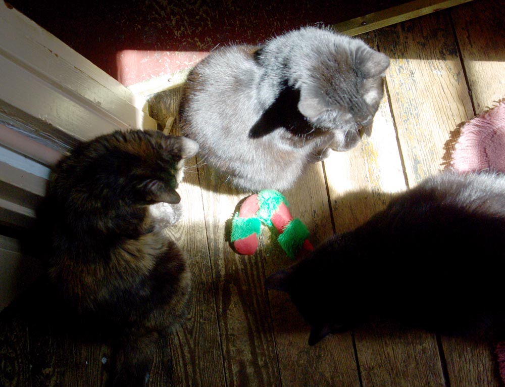 three cats with catnip toy